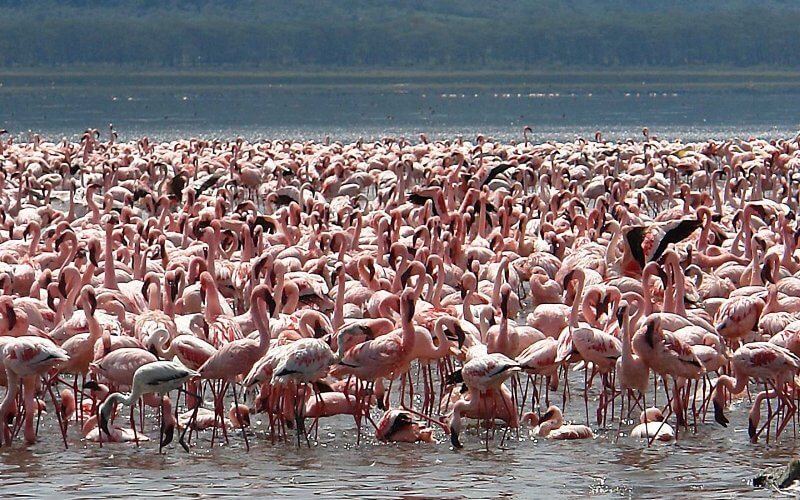 Flamingoes In Queen Elizabeth National Park