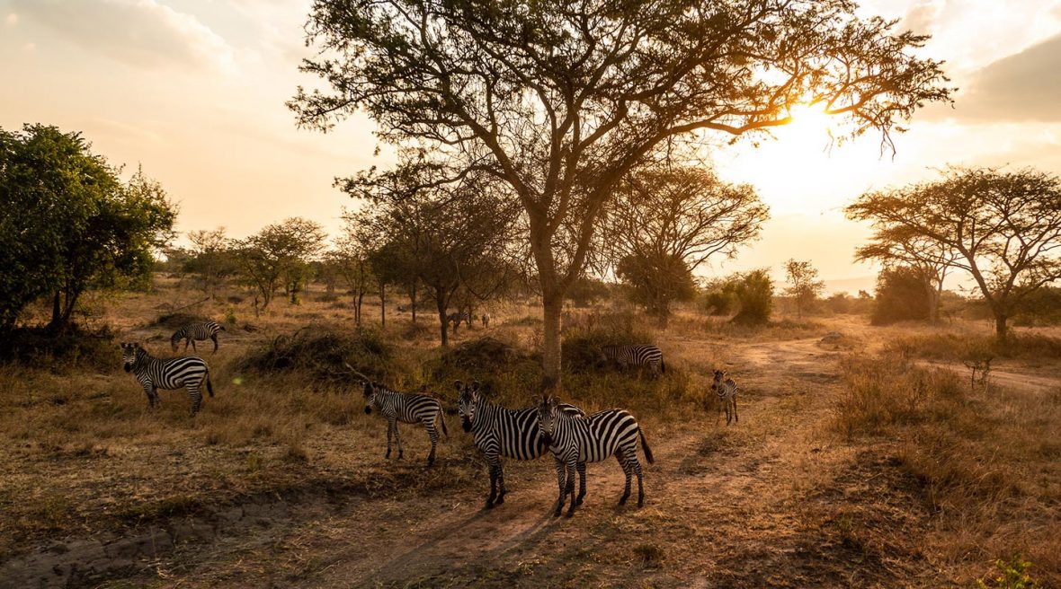 Game Drives In Lake Mburo National Park