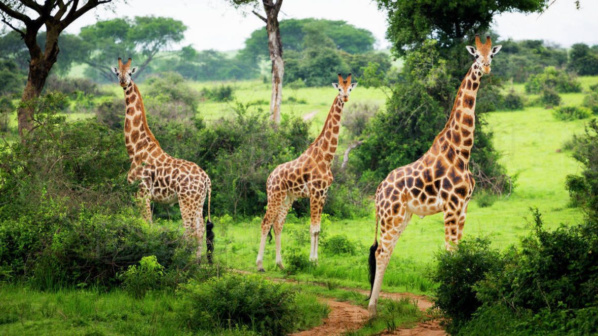 Animals in Murchison Falls National Park, Giraffes in Lake Mburo National Park