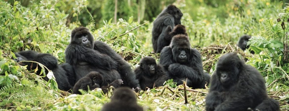 Gorilla Trekking Procedures In Bwindi