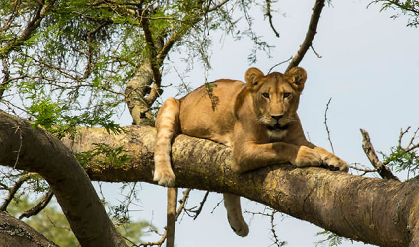 Ishasha sector in Queen Elizabeth National Park