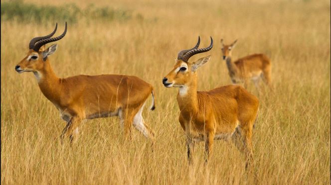 Kasenyi Plains In Queen Elizabeth National Park