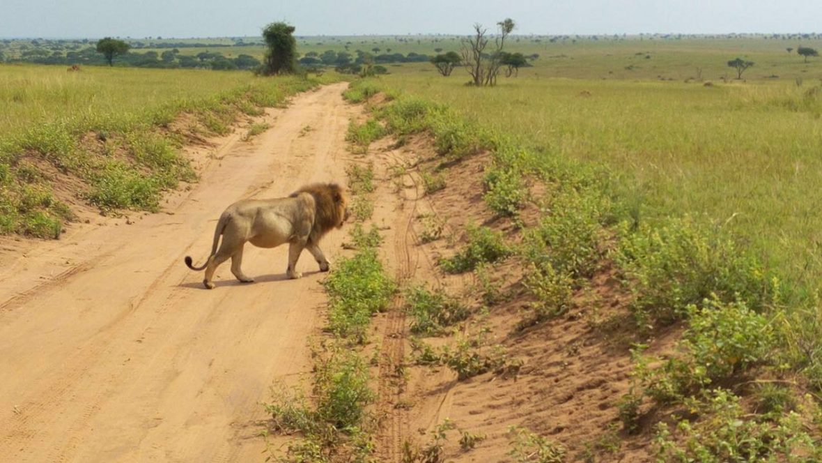 Lions In Lake Mburo National Park