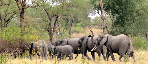 Mammals In Semuliki National Park