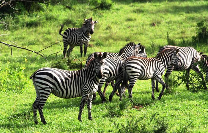 Visit Lake Mburo National Park , Nature Walk in Lake Mburo National Park