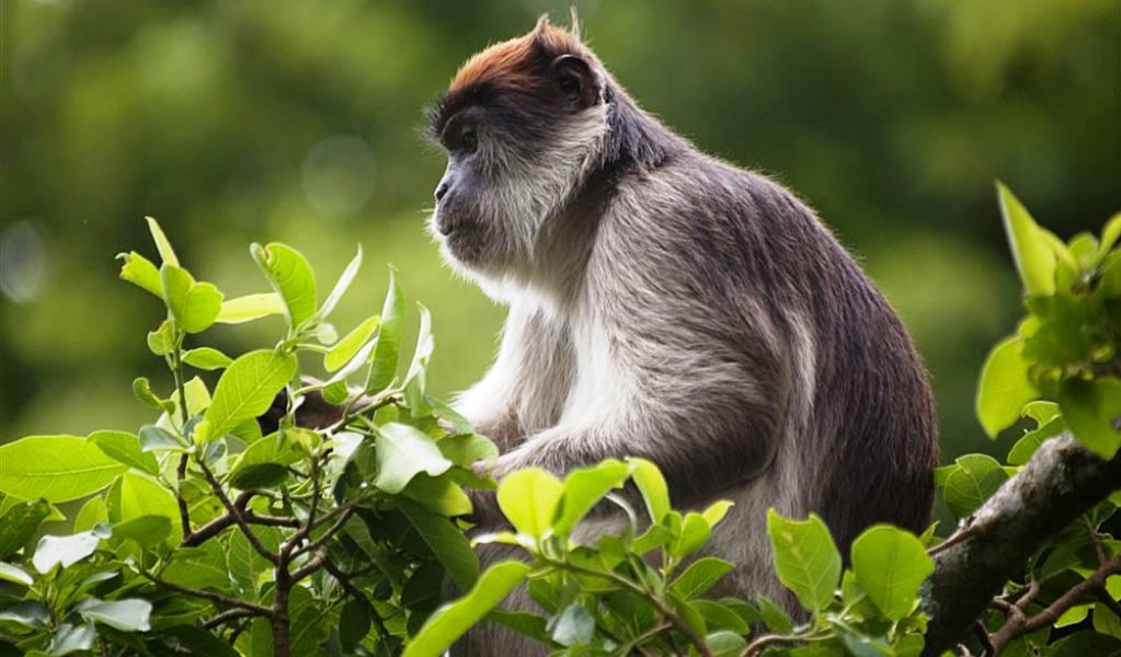 Primates In Kibale Forest National Park