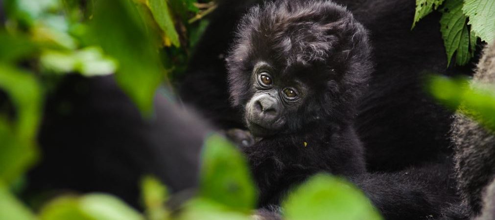 Top Things to do in Rwanda on a Safari