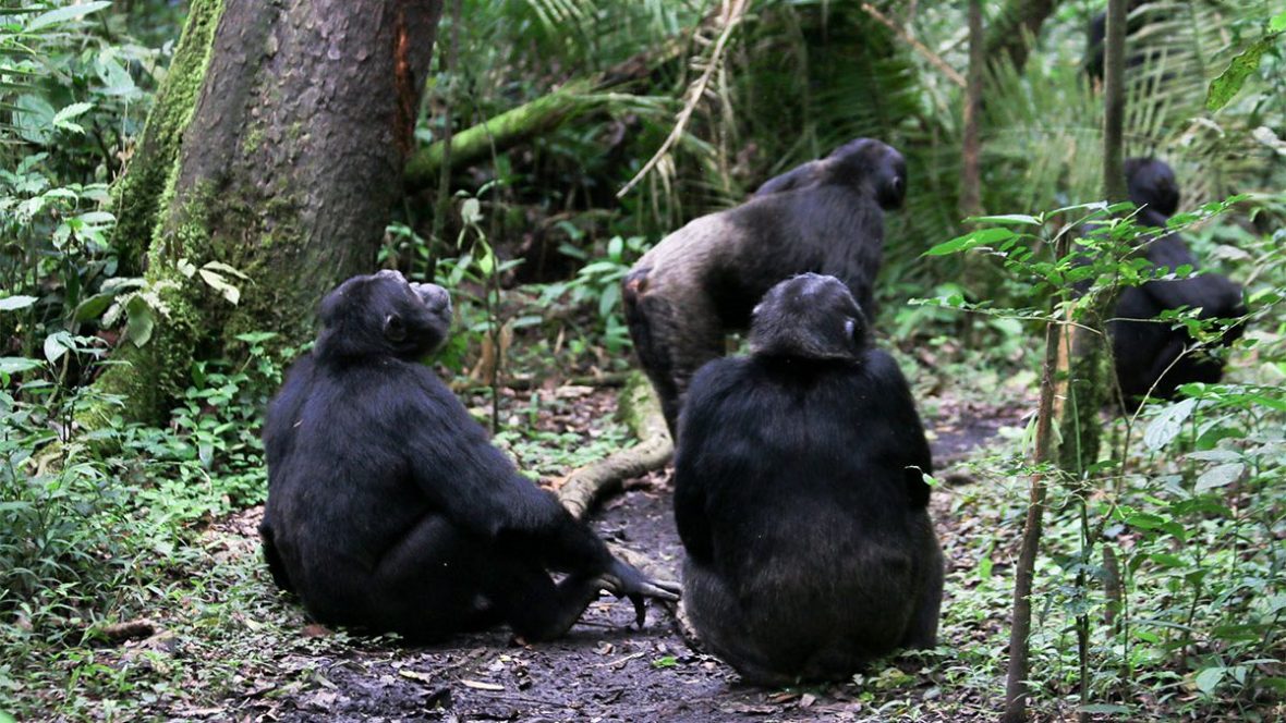 What To Carry For Chimpanzee Trekking safaris in Kibale forest national park