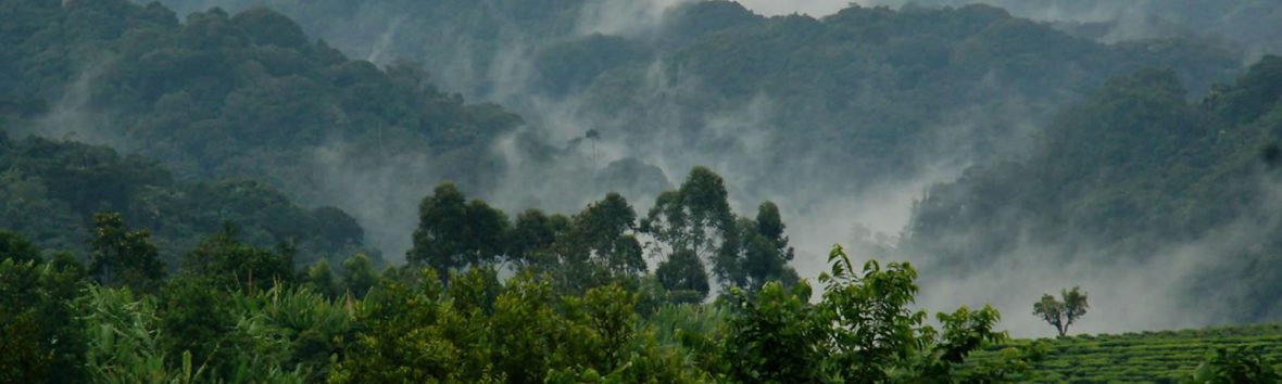 When to do bird watching in Bwindi Impenetrable Forest National Park?