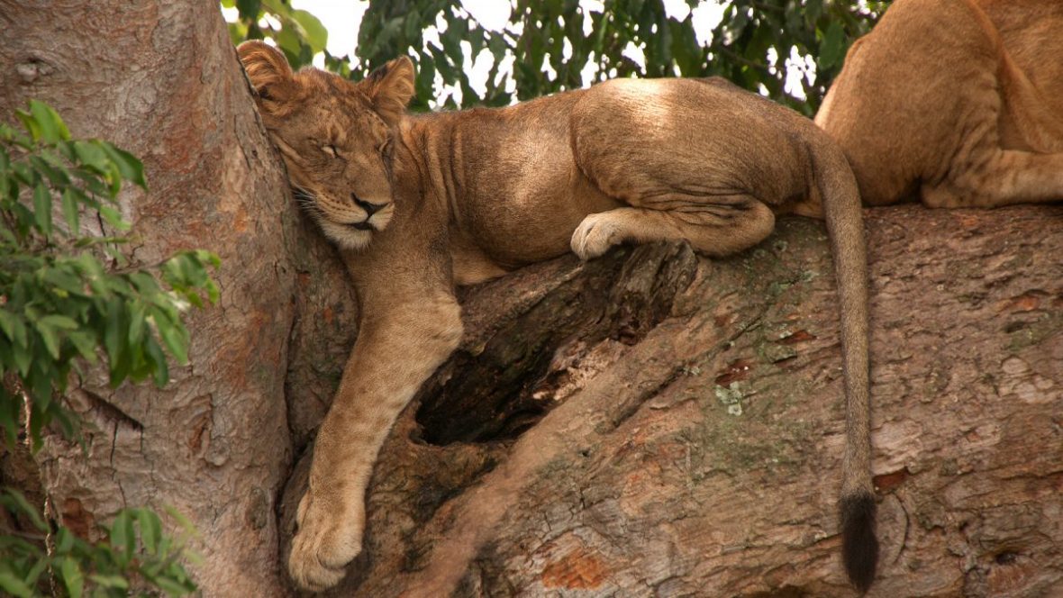 Activities in Ishasha Sector Of Queen Elizabeth National Park