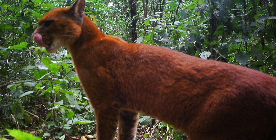 African Golden Cat In Virunga National Park DR Congo