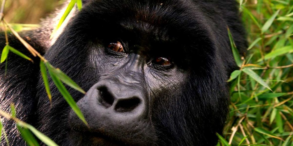 Are Mountain Gorillas Getting Extinct