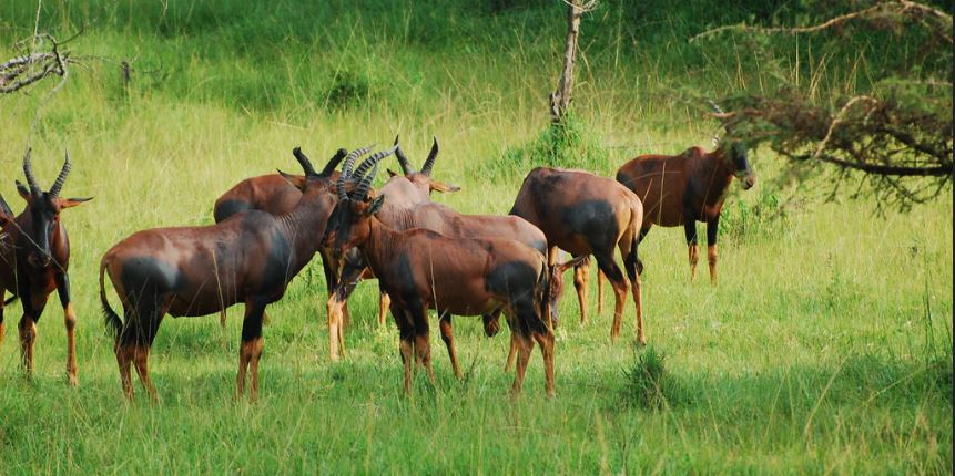 Attractions in the Ishasha