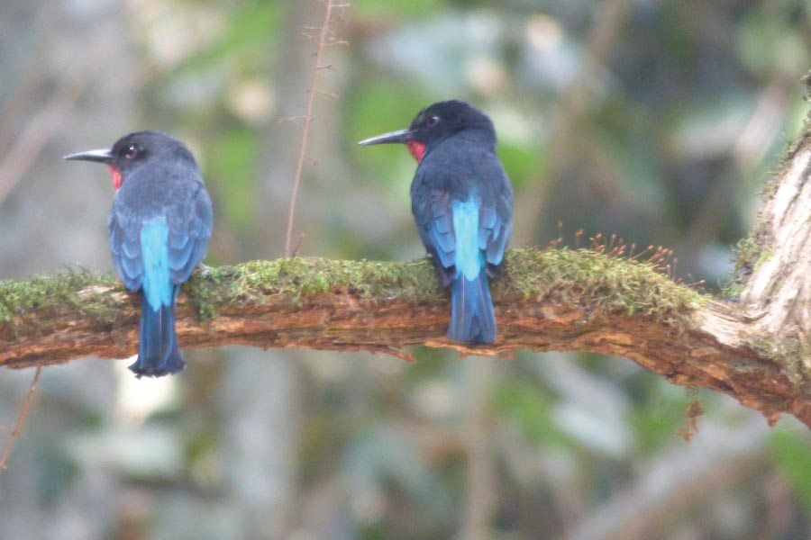 Birding In Bwindi Impenetrable National Park