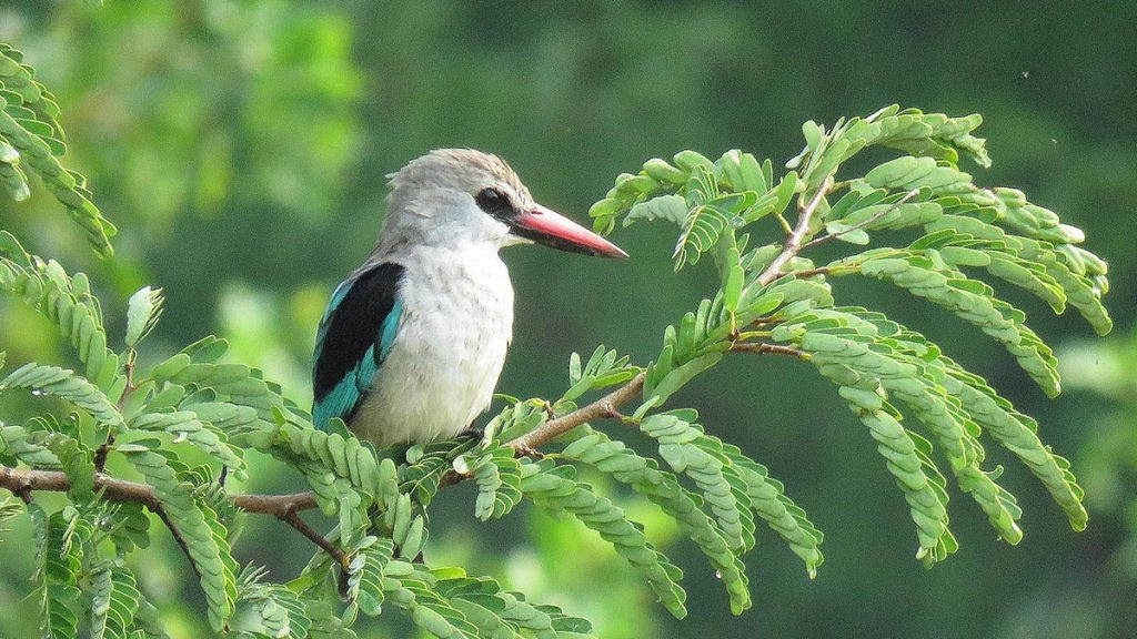 Birding in Semuliki National Park