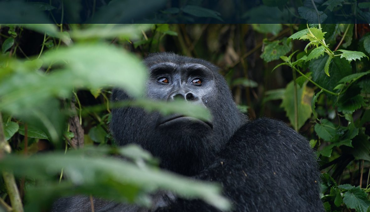 Buhoma Sector In Bwindi Impenetrable National Park
