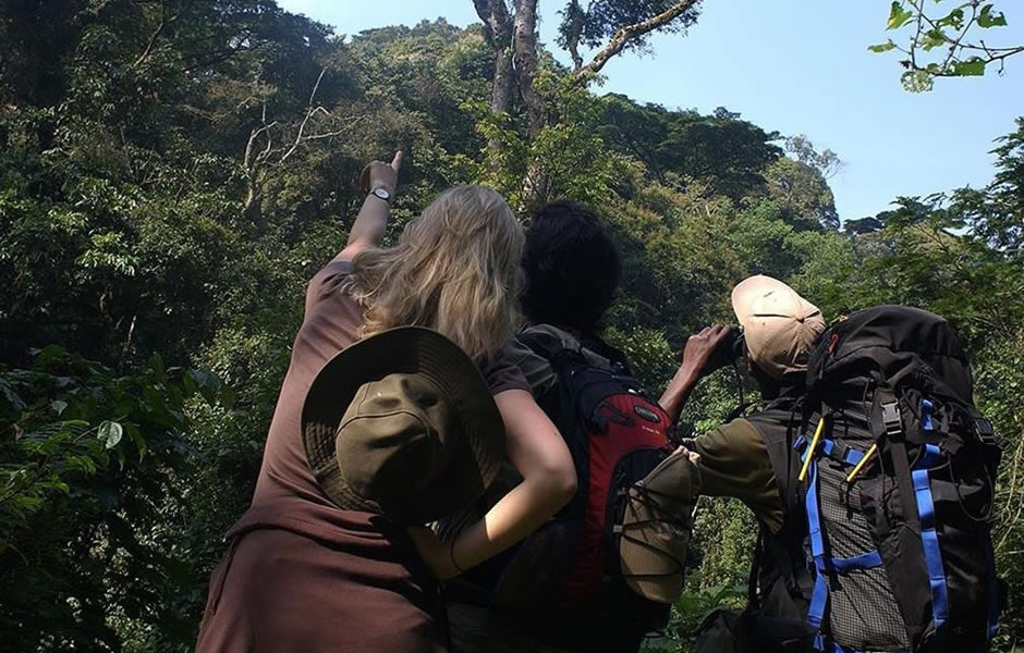 Bwindi And Virunga National Park