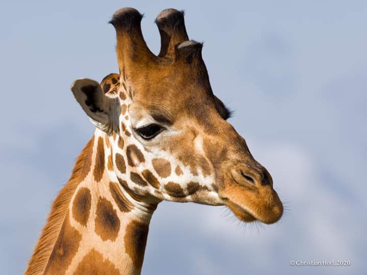 Giraffes In Akagera National Park Rwanda
