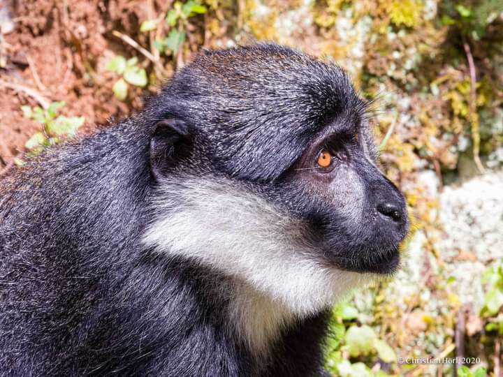 Gishwati Mukura National Park In Rwanda.