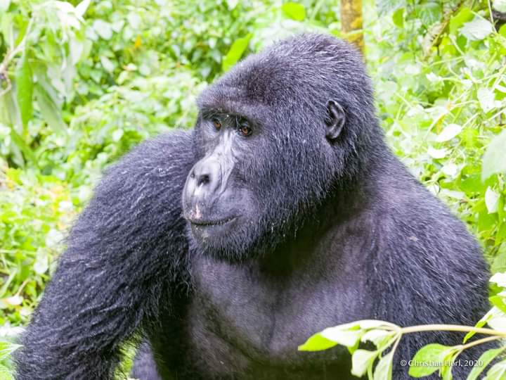 What Is The Best Time To Visit Mgahinga Gorilla National Park?