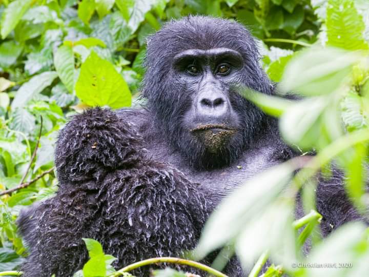 Gorilla Trekking Permits In Uganda