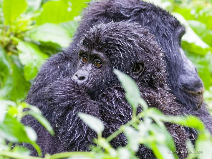 Tourism Activities In Virunga National Park