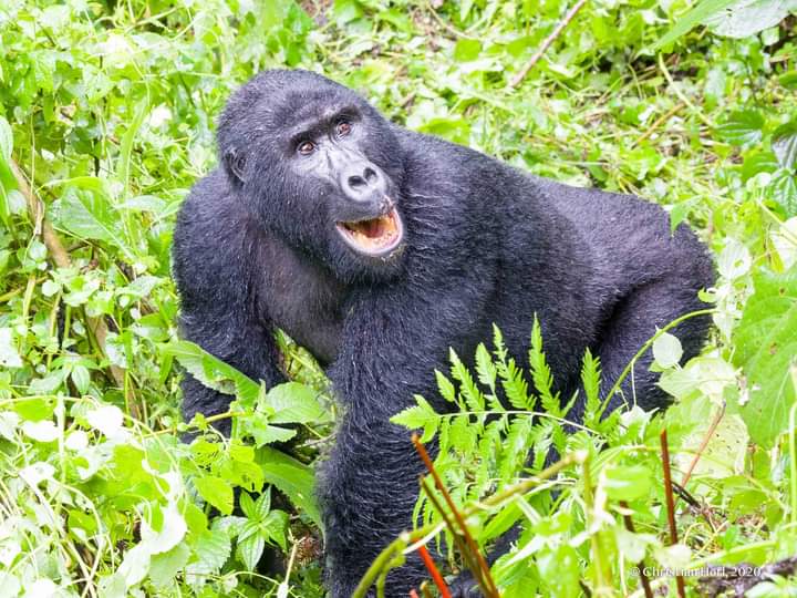 Agashya Gorilla Family In Volcanoes National Park Rwanda