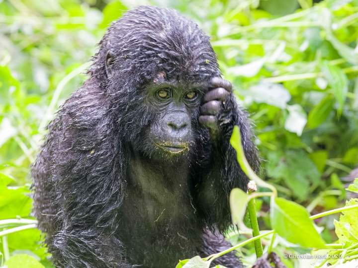Best Time For Gorilla Trekking In Rwanda And Uganda