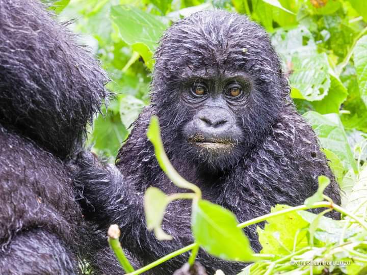 Karisimbi Gorilla Family In Volcanoes National Park Rwanda