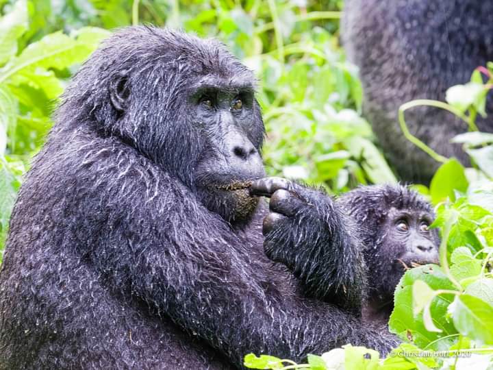 Comparing Volcanoes National Park Rwanda And Virunga National Park In Congo
