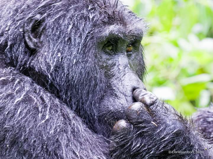 Guidelines Of Gorilla Trekking In Uganda
