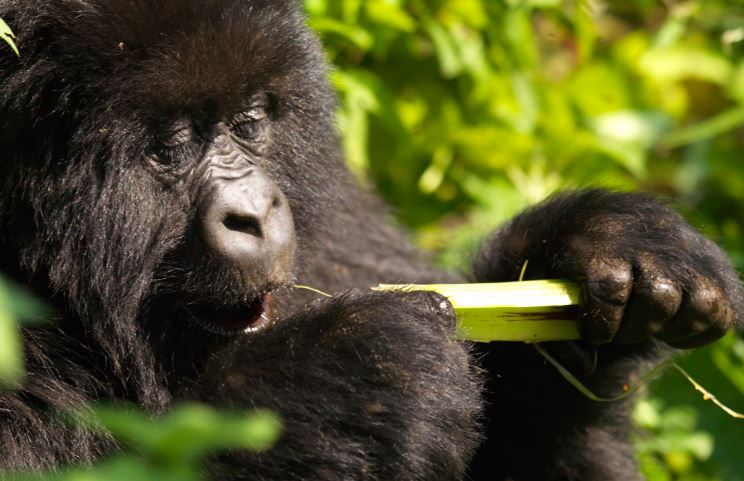 Gorilla Trekking In Mgahinga Gorilla National Park