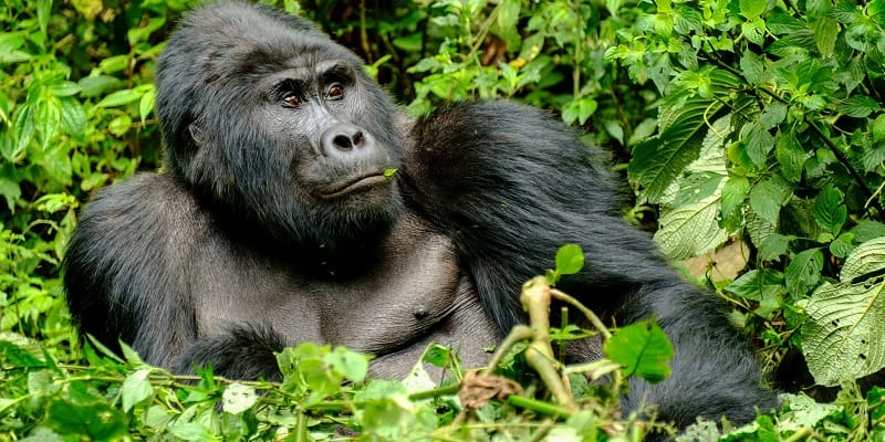 Gorillas in Bwindi