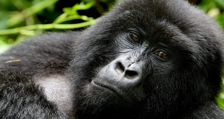 Gorilla Trekking Permits in Rwanda