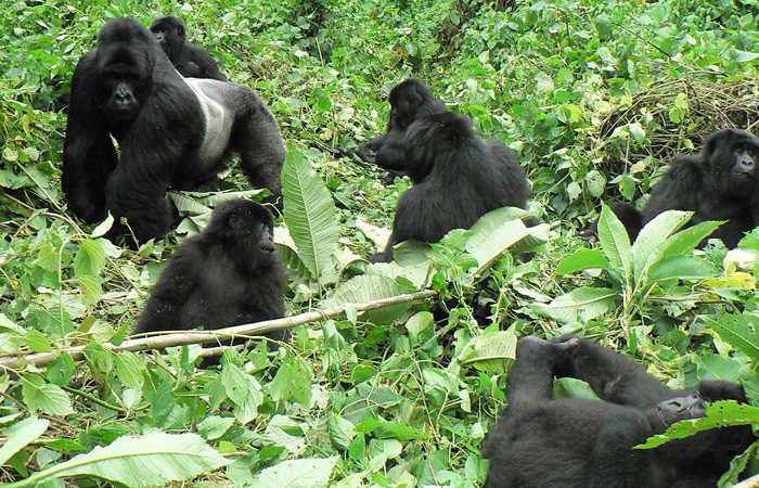 Is It Safe To Go Gorilla Trekking In Volcanoes National Park Rwanda