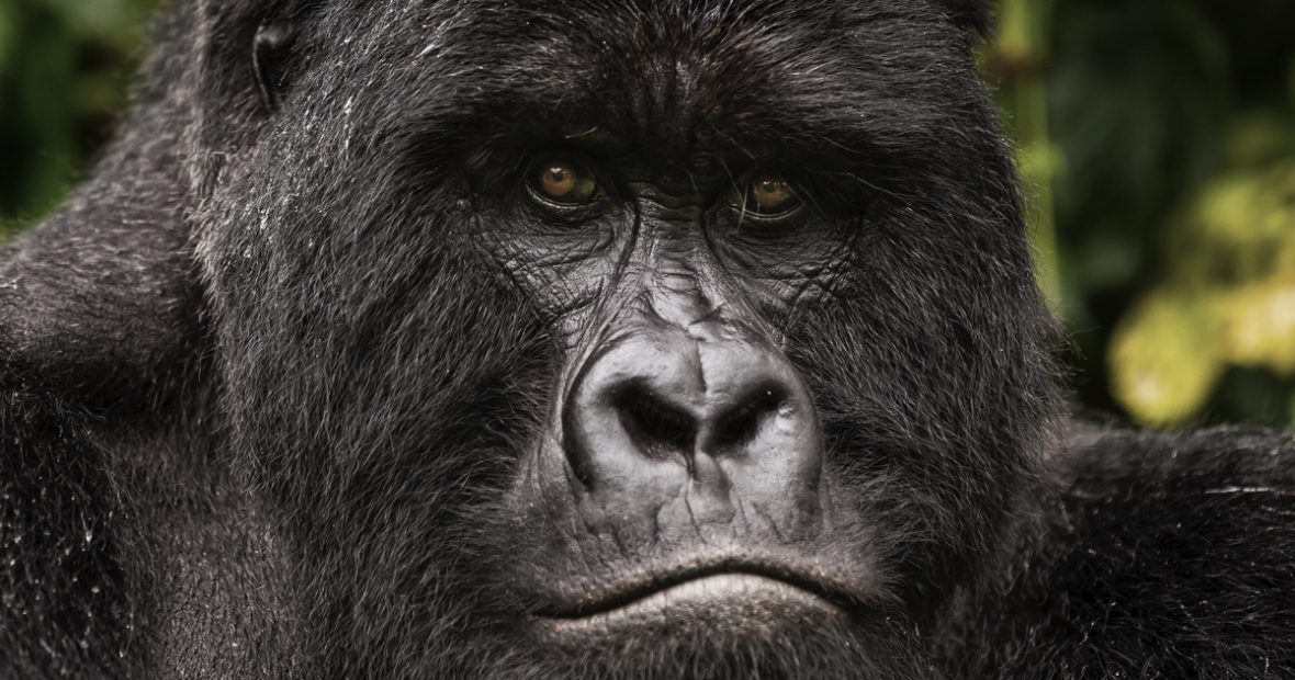 Reasons For Gorilla Trekking In Volcanoes National Park Rwanda