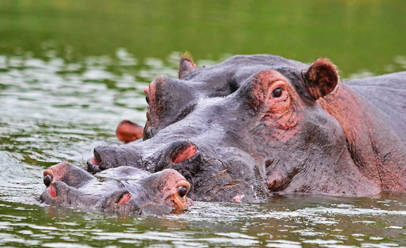 Things To Do At Mweya Peninsula In Queen Elizabeth National Park