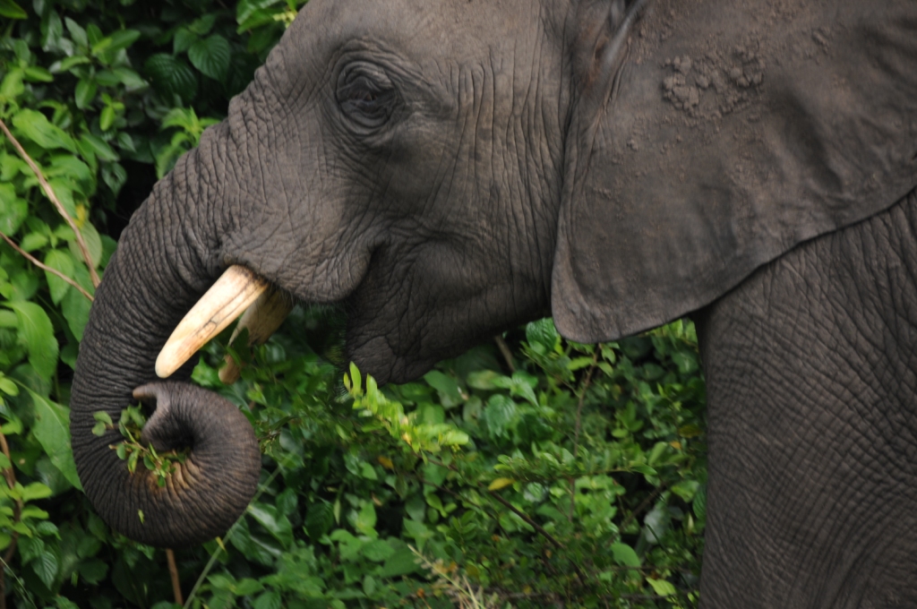 safari in Queen Elizabeth national park
