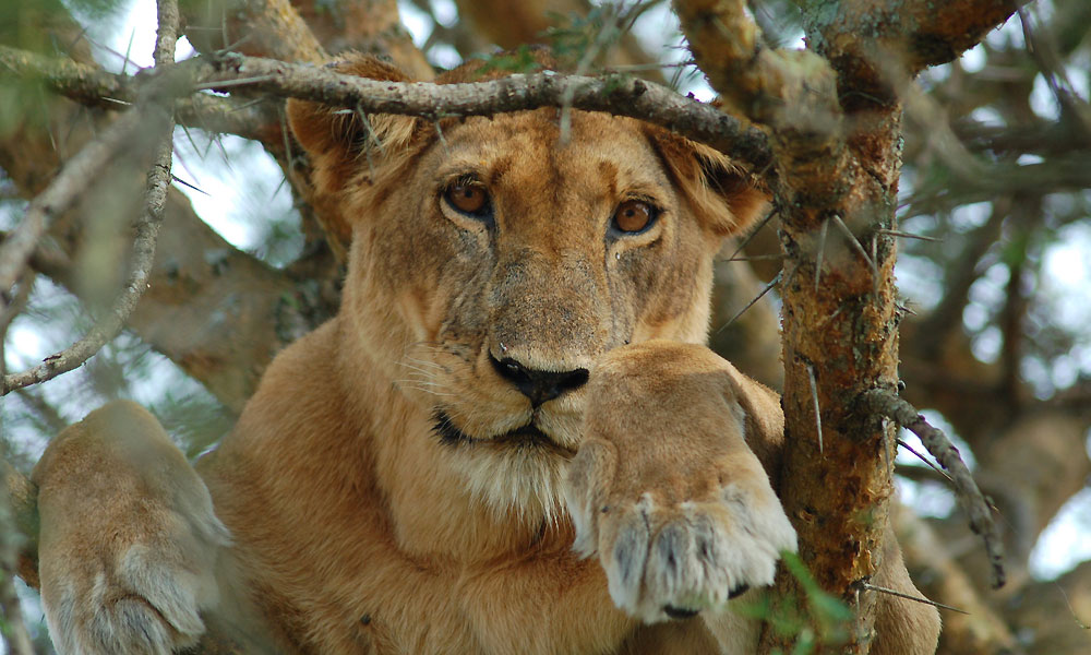 When Is The Best Time To Visit Ishasha For Tree Climbing Lions