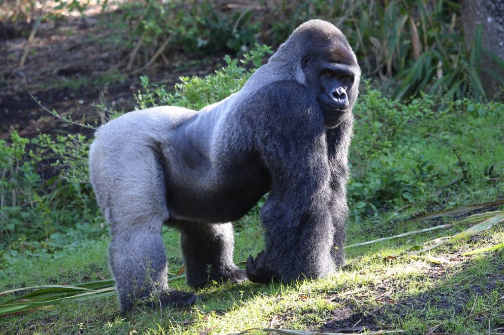 Eastern Lowland Gorilla Trekking In Kahuzi Biega National Park Congo