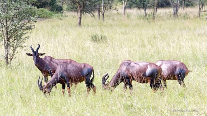 Best Places To Visit In Uganda