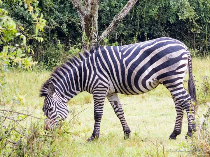 Places to visit and Tour in Rwanda