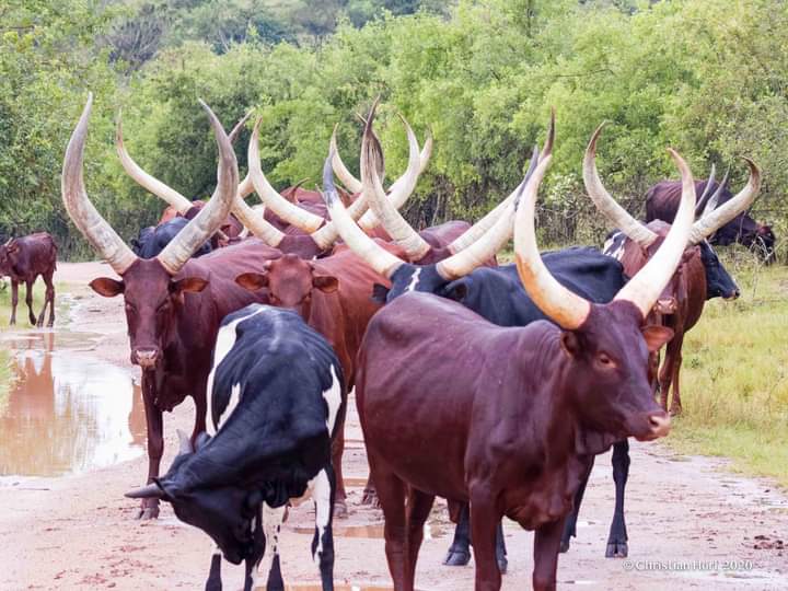 Cultural Tours In Akagera National Park Rwanda