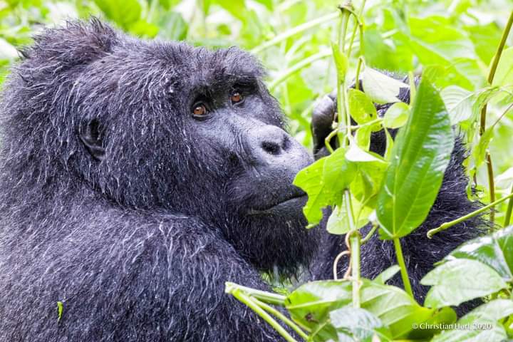 Is Mgahinga Gorilla National Park Safe For Gorilla Trekking Safaris In Uganda