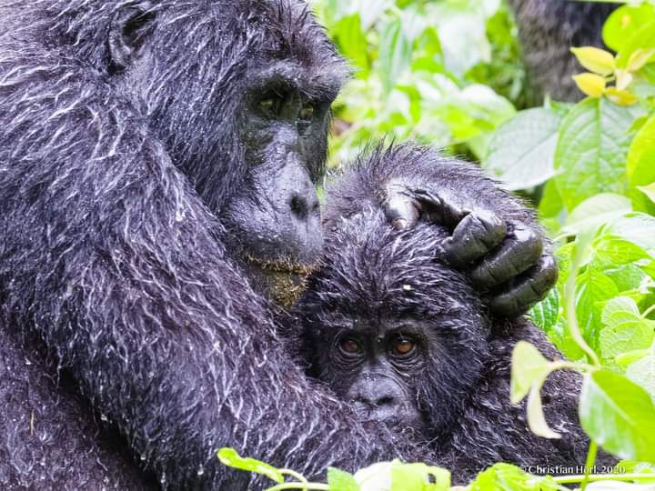 Gorilla Groups In Virunga National Park.