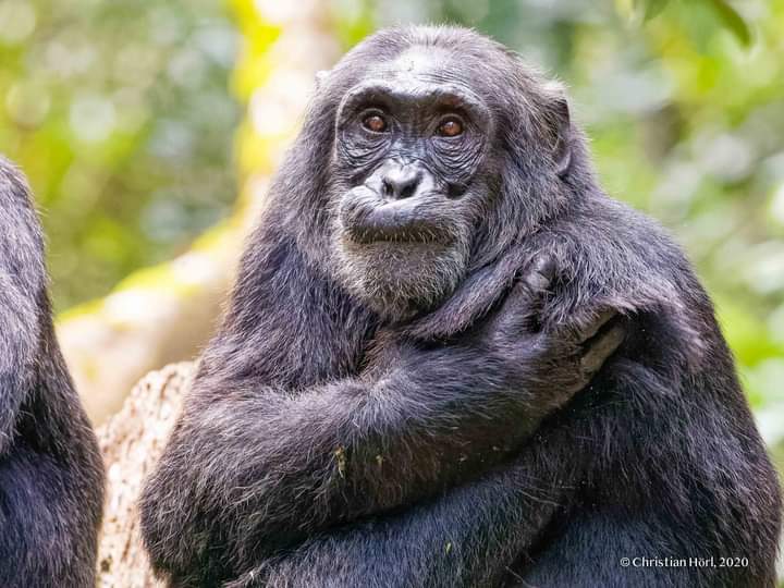 Chimpanzee Trekking In Uganda, Price, Cost And Permits