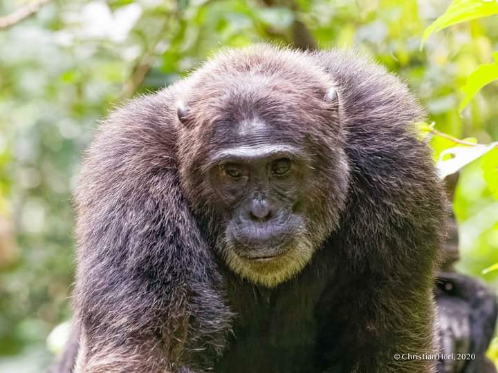 Chimpanzee Tracking In Kibale Forest