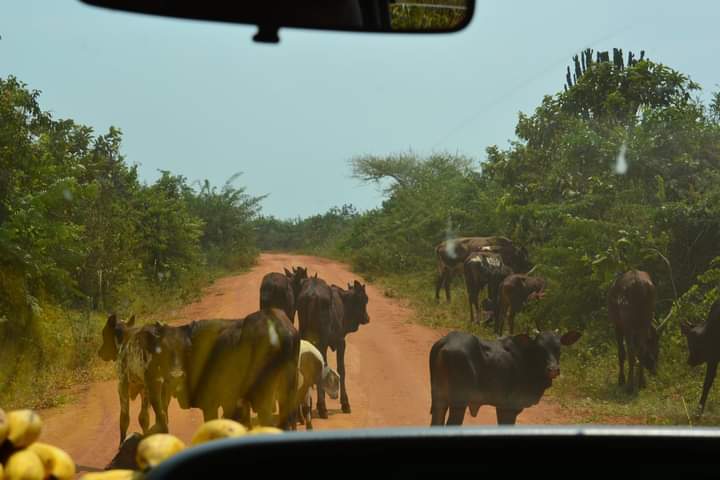 Flying Safari To Kidepo National Park Uganda