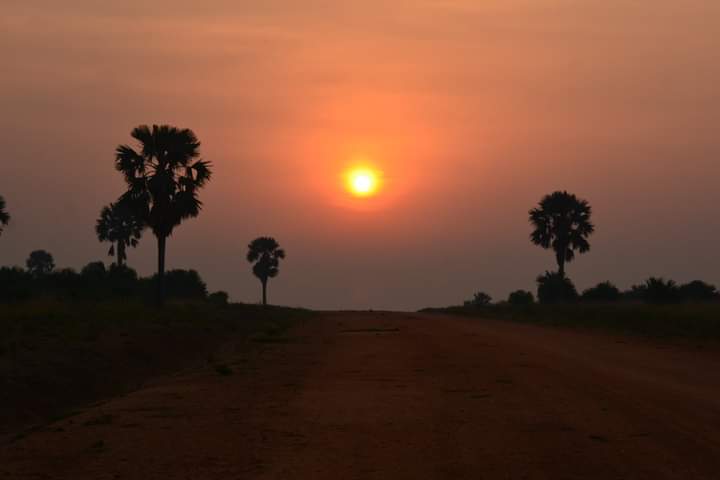 Shoebill Stork And Bird Watching Tours In Mabamba Swamp
