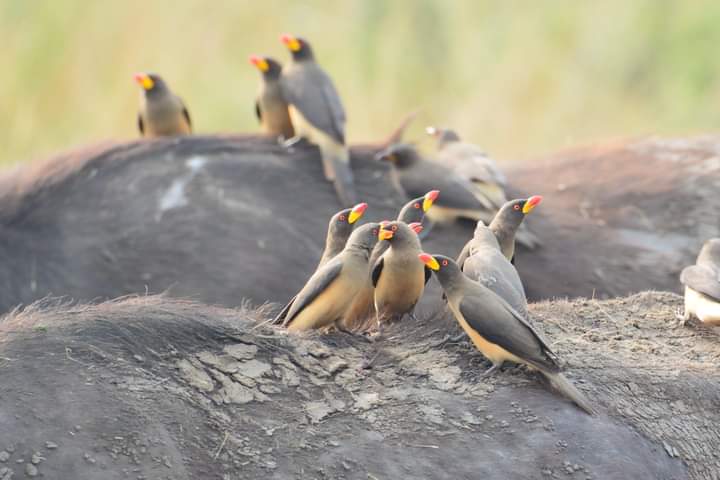 Bird Watching In Rwanda